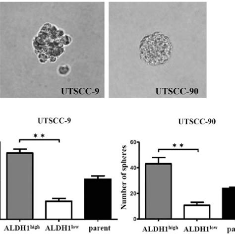 Sphere Formation Assay From Utscc9 And Utscc90 A Sphere Formation Of