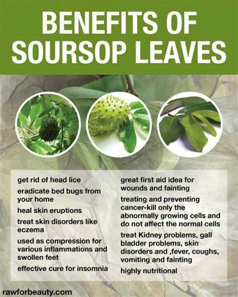 Benefits Of Soursop Leaves The Health Benefits Of Non Animal