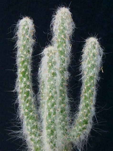 As long as the sheets don't come with thorns. Austrocylindropuntia vestita - Cotton Pole, Cotton Coral ...