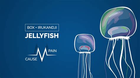 Better Treatments For Jellyfish Stings Youtube