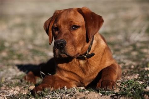 Buckeye puppies makes it easy to find healthy puppies from reputable dog breeders across pennsylvania, ohio, and more. Family Loved Labs -English Labradors for Sale ...