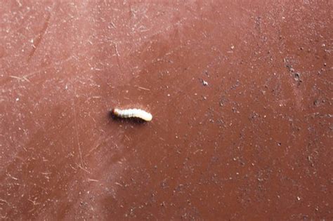 Today i talk about 8 methods for getting rid of. Little white bugs/worms in mulch