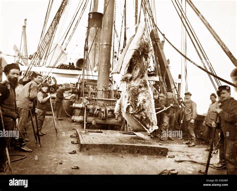 On Board A Whaling Ship Near Greenland Victorian Period Stock Photo