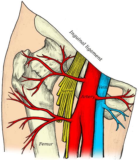 Femoral Artery Femoral Nerve Arteries Mnemonics Porn Sex Picture Hot Sex Picture
