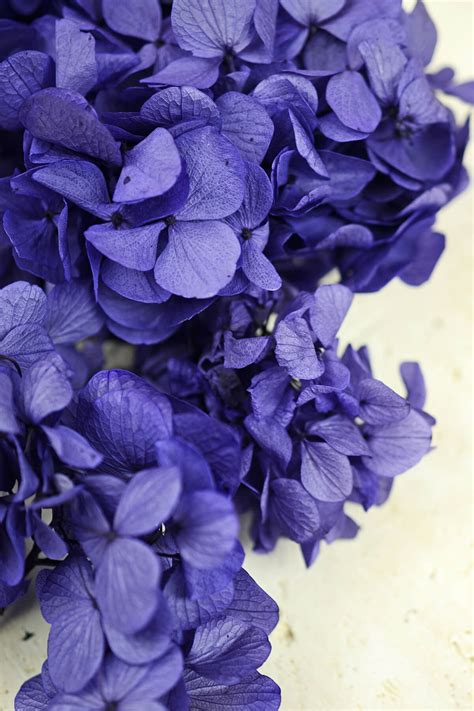 Amazing array of 35 hydrangea garden ideas in a collection of photographs. Preserved Purple Hydrangea Flowers 2 oz., Potpourri