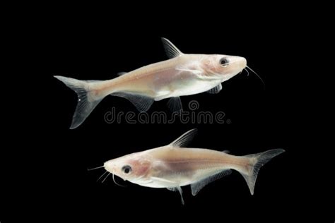 Pangasius Catfish Stock Image Image Of Pangas Scales 20542543
