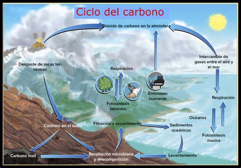 Ciclo Del Carbono Concepto Caracteristicas Etapas Importancia Images