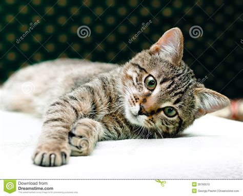 Tabby Cat Relax Stock Photo Image 39760510