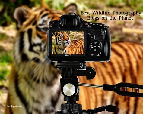 Top 100 Wildlife Photography Blogs And Websites To Follow