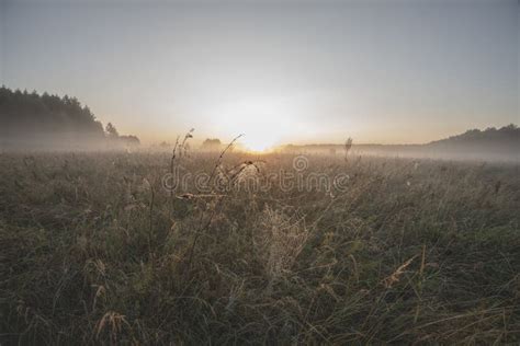 Dawn Morning Mist Over The Meadow Cobwebs In The Dew Stock Photo