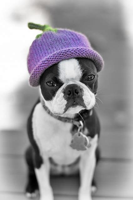 Dog In Berry Beanie Hat Photo And Crochet Pattern
