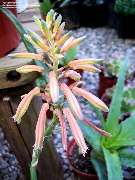 Plant lovers can use aloe vera plants as indoor decorations in rooms that receive bright, indirect sunlight, and take advantage of their juice as a topical remedy for minor aloe petricola or also stone aloe has vibrant red, orange, and yellow flowers. PlantFiles Pictures: Aloe Species, Lace Aloe, Torch Plant ...