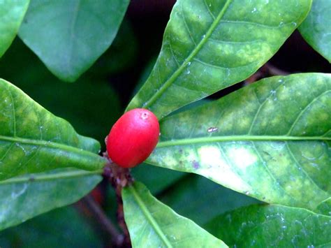 Sapotaceae 山欖科 Miraculous Fruit Synsepalum Duleificum Flickr