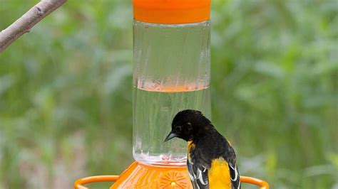How to make your own hummingbird food!for this super easy recipe all you will need is sugar and water! Oriole Nectar Recipe - Food.com | Recipe | Nectar recipe ...