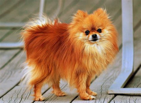 Kisah Hidup 12 Jenis Anjing Lucu yang Wajib Kamu Tahu Sebelum