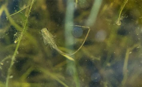 170213 F Ru983 0038 Vernal Pool Fairy Shrimp Swim Through Flickr