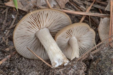 Slideshow 3067 12 Underside Of Melanoleuca Mushrooms Nearin Sam