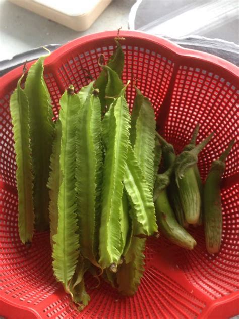 Jom tanam sendiri (kbjts) urban farm: Jom Tanam Sayur ( JTS ) : Tuaian Hari IniJom Tanam Sayur ...