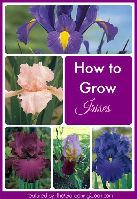 How To Grow Irises Backyard Trees Backyard Plants Garden Landscaping