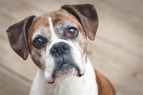 How Long Do Boxer Dogs Live And How To Increase It Boxer Dog Diaries