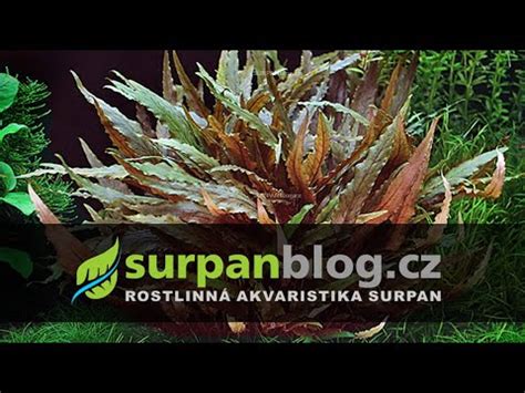 In its native land, the beginners may think that the cryptocoryne wendtii has died off but after some time the plant will. Cryptocoryne wendtii Brown - Kryptokoryna Wendtova ...