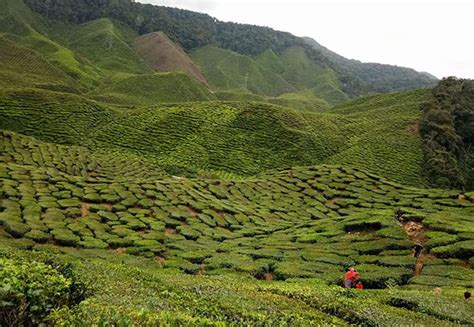 See more of sjk(t) ladang boh 2, ringlet cameron highlands on facebook. 41 Tempat Menarik Di Cameron Highland (2020) | Percutian ...
