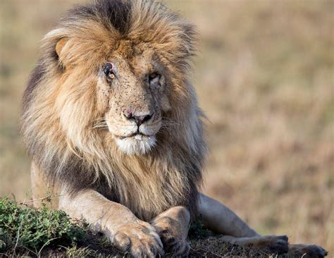 The real lion king gold band (cambridge reading adventures) by scott Africa Geographic on Twitter: "Another lion legend ...