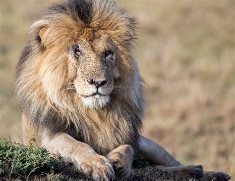 A few years passed since i submited my scar in real life: Africa Geographic on Twitter: "Another lion legend ...