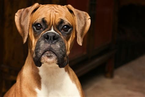 Boxer Dog Pictures Petswall