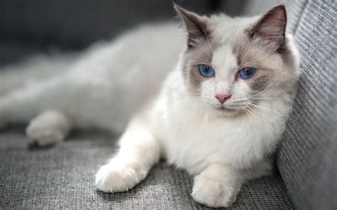 Ragdoll Vs Snowshoe Cat Similarities And Differences