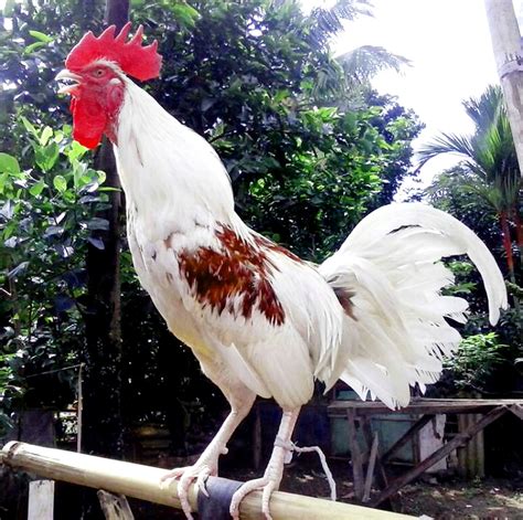 52 gambar ayam lucu dan unik terlihat keren infobaru coba