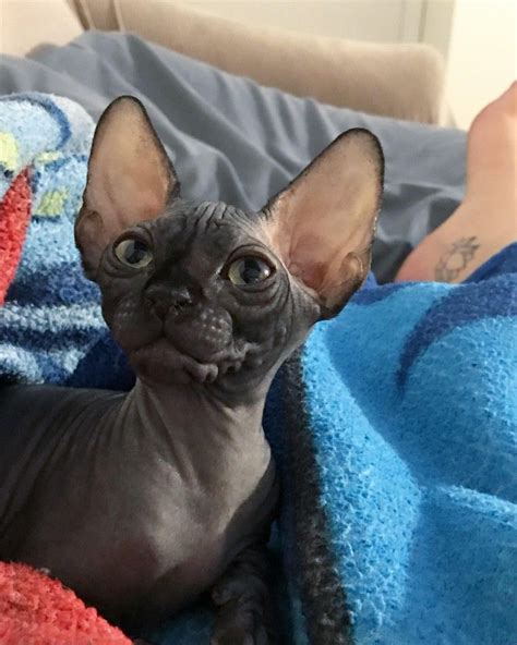 Sphynx Kitty Purebred Cats Cute Cats Hairless Cat