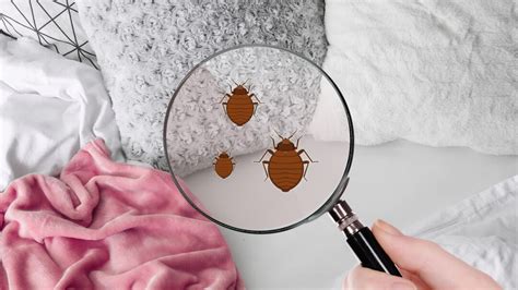 Bed Bug Control Removal Extermination And Bed Bug Treatment