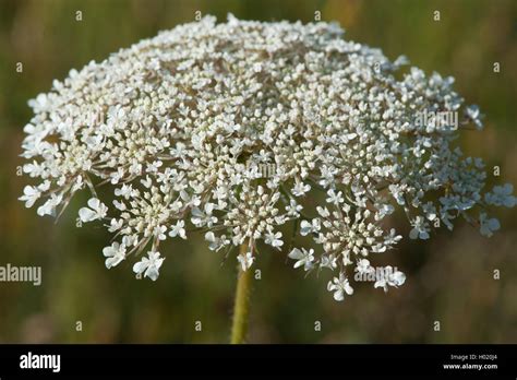 Queen Anne S Lace Wild Carrot Daucus Carota Inflorescence Germany