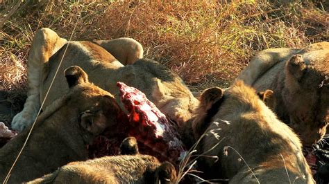 Footage Firm Exotic Animals Feasting Lions Youtube
