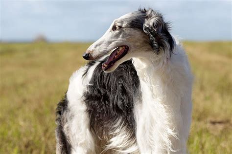 15 Dog Breeds With Long Snouts Whose Love Nose No Bounds Daily Paws