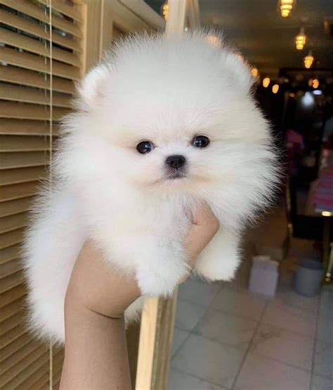 Teacup Pomeranian Puppies Teacup Pomeranian Puppies Mr Handsomewmv