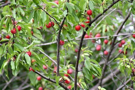 Native Fruit Trees Of Texas Ehow Searchblox Download Pelajaran
