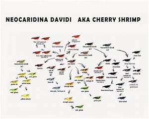 Neocaridina Davidi Aka Cherry Shrimp Shrimptank