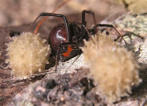 In total, approximately 32 different species of black widow are believed to exist, worldwide, including the southern and western black widow varieties. What is this!!! a brown recluse?!!!!!!! - Page 2 - Suzuki ...