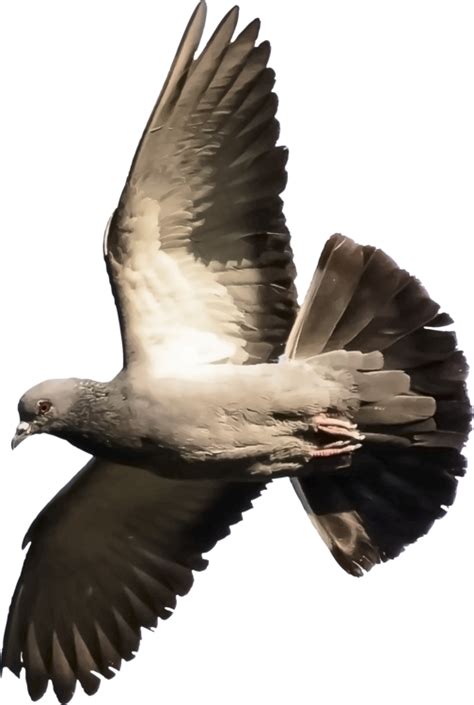 Columbidae Pigeon Transparent Background Png Mart
