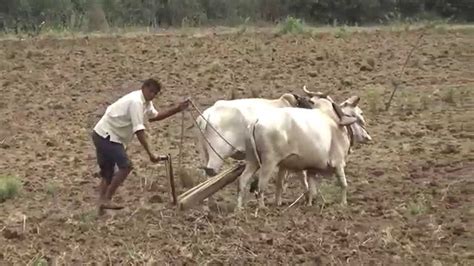 Traditional Cultivation Of Agriculture By Bullocks Youtube