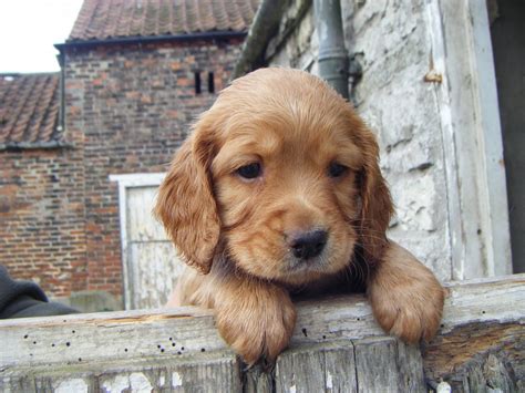 Working Cocker Spaniel Pups | Tadcaster, North Yorkshire | Pets4Homes