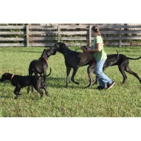 Great danes are kind, loyal, and sociable. Great Dane breeders in Florida | FreeDogListings