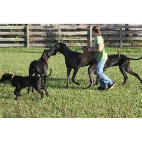 Our rylee the great dane great dane dogs, great dane. Great Dane breeders in Florida | FreeDogListings