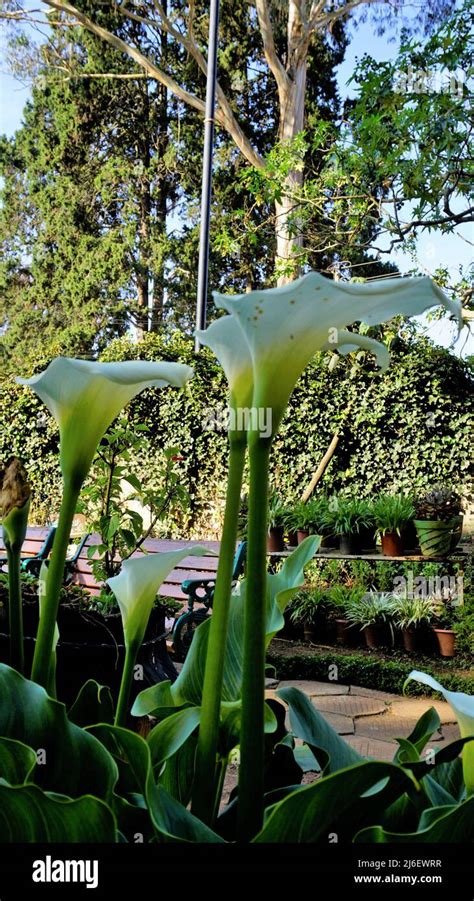 Beautiful White Flowers Of Zantedeschia Aethiopica Also Known As Calla