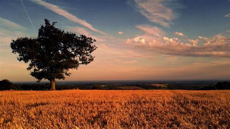 Sussex Lonely Tree Outdoors 10f Golden Agriculture Photo Sunset