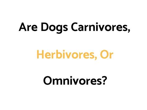 Are Dogs Carnivores Herbivores Or Omnivores The Daily Shep