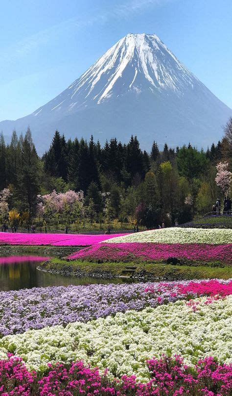 Mount Fuji And Flower Field Japan Beautiful Landscape Photography