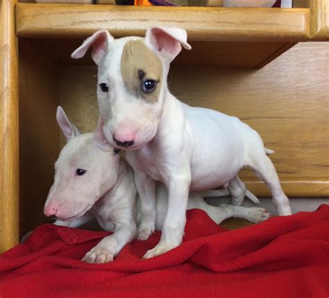 27 English Bull Terrier Puppies For Sale Texas Photo Bleumoonproductions